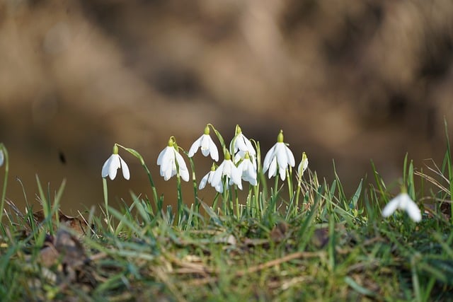 Free Snowdrop Spring photo and picture