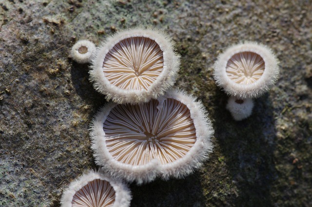 Free Mushroom Forest photo and picture