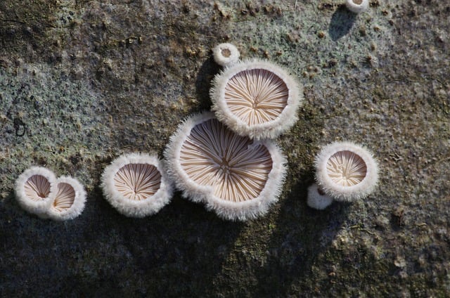 Free Mushroom Fungi photo and picture