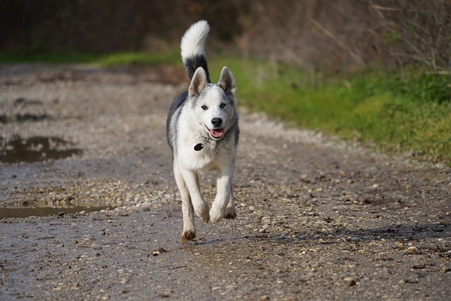 Free Dog Husky photo and picture