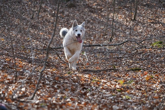 Free Dog Husky photo and picture