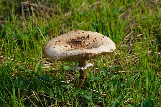 Free Mushroom Nature photo and picture