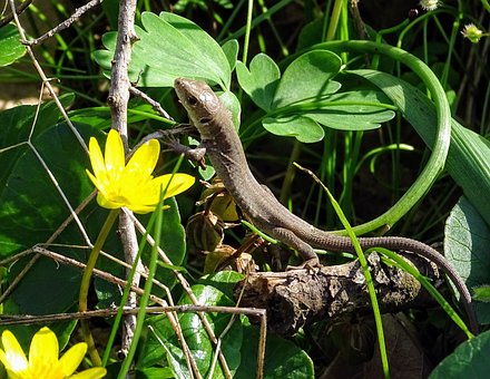 Øgle, Reptil, Natur, Gul Blomst