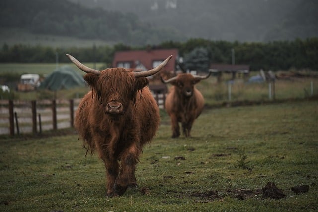 Free Highland Cattle Natural Landscape photo and picture