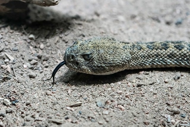 Free Rattlesnake Reptile photo and picture