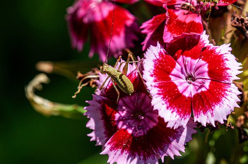 Free Nature Flower photo and picture