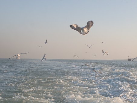 Free Sea Seagull photo and picture