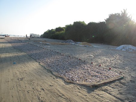 Free Fish Drying Ventilated Fish Grid photo and picture
