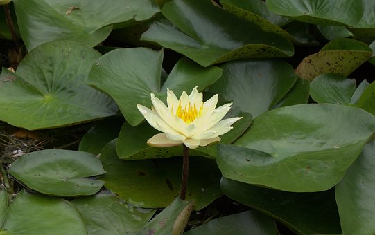 Vandlilje, Dam, Plante, Blomstrende