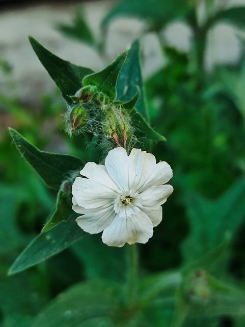 Free White Flower Macro Photography photo and picture