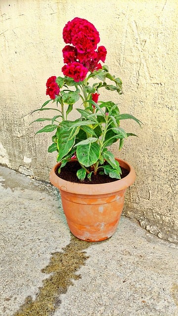 Free Flower Potted Plant photo and picture