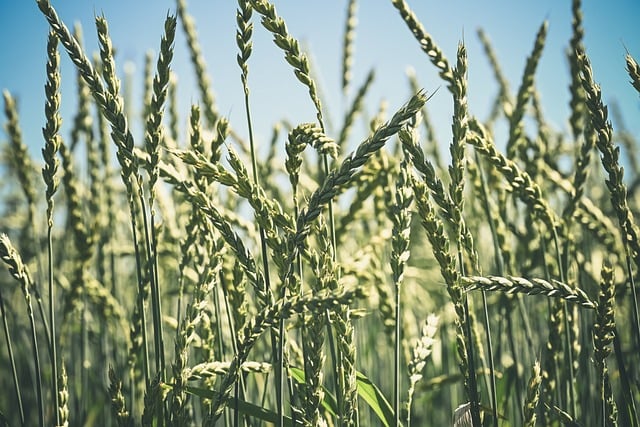 Le agricolture europee competono con l'agricoltura portoghese