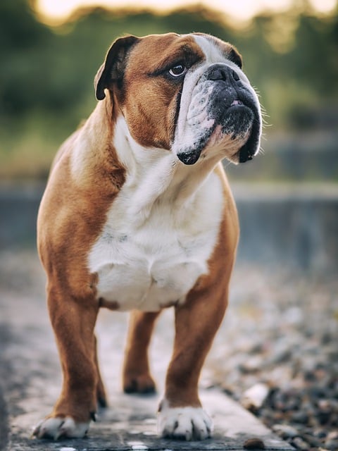 Bulldogge, Hund, Tier, Haustier