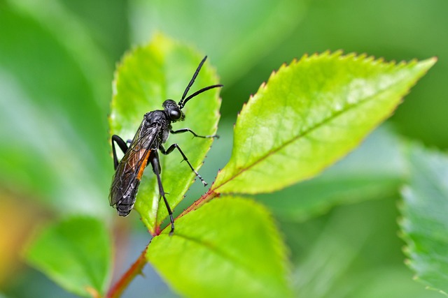 Free Insect Nature photo and picture