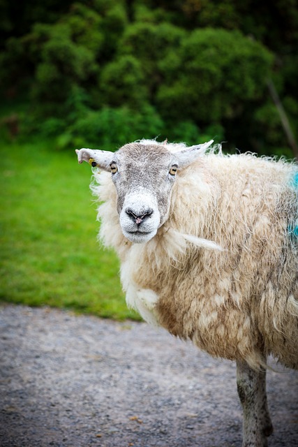 Free Sheep Wool photo and picture