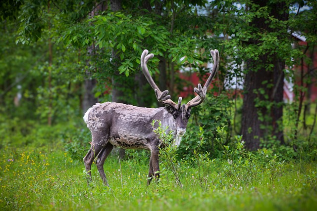 Free Reindeer Forest photo and picture