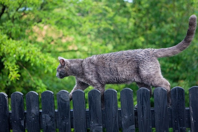 Free Cat Fence photo and picture