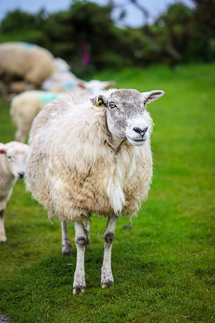 Free Sheep Meadow photo and picture