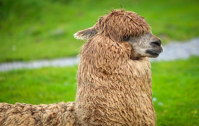 Free Alpaca Animal photo and picture