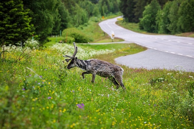 Free Reindeer Nature photo and picture