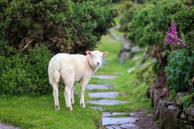 Free Lamb Smoke photo and picture