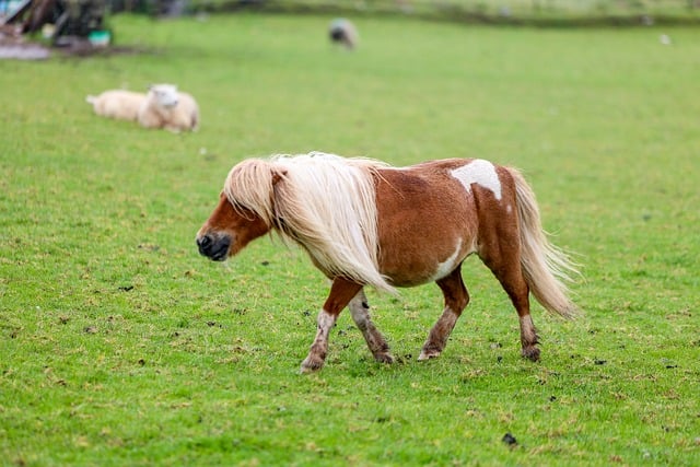 Free Pony Pasture photo and picture