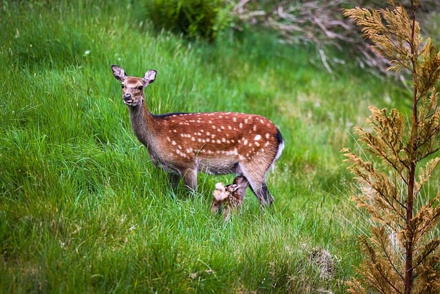 Free Roe Deer Meadow photo and picture