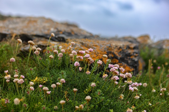 Wildflower, Græs, Skyer, Udendørs, Natur