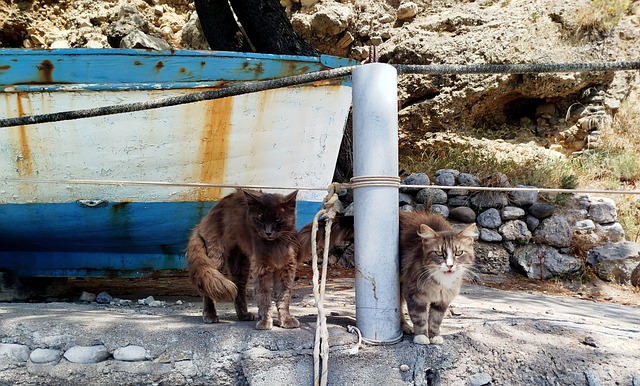 Free Cats Harbor photo and picture