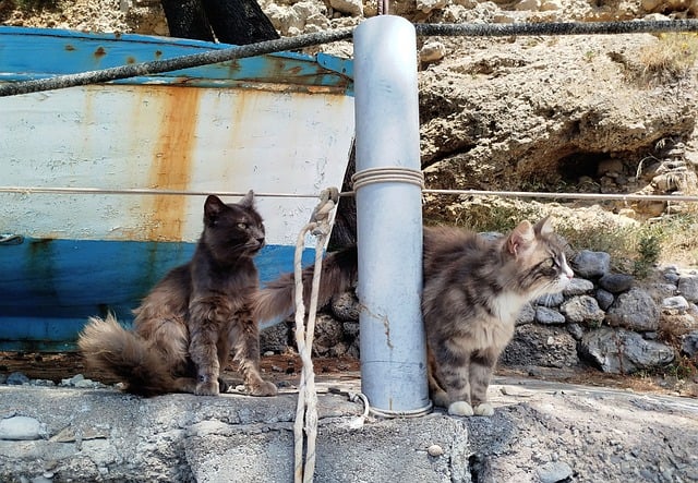 Free Cats Fishing Rod photo and picture