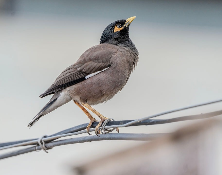 Mynah Bird Wildlife - Free photo on Pixabay
