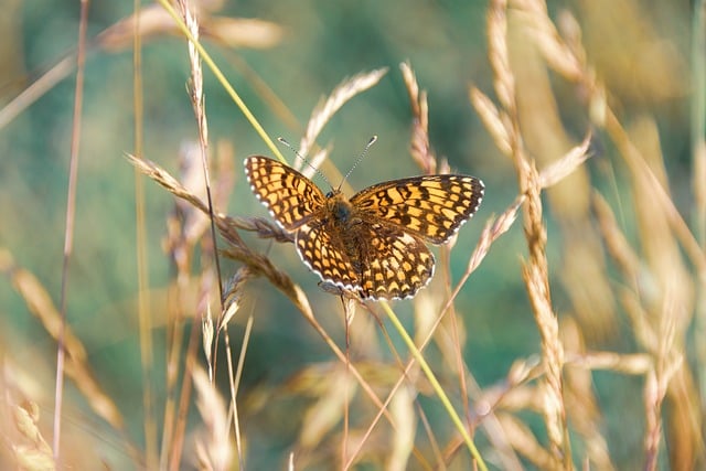 Schmetterling, Wiese, Insekt, Flügel