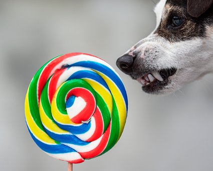 Free Dog Jack Russell photo and picture