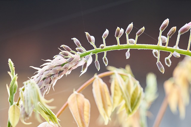 Planta, Brotos, Primavera, Natureza