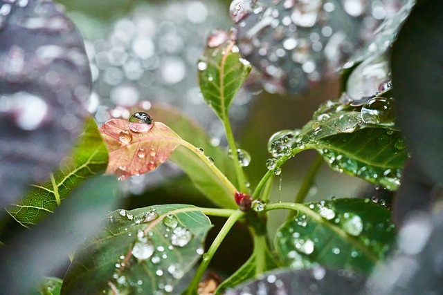 Gota De Chuva, Folha Verde