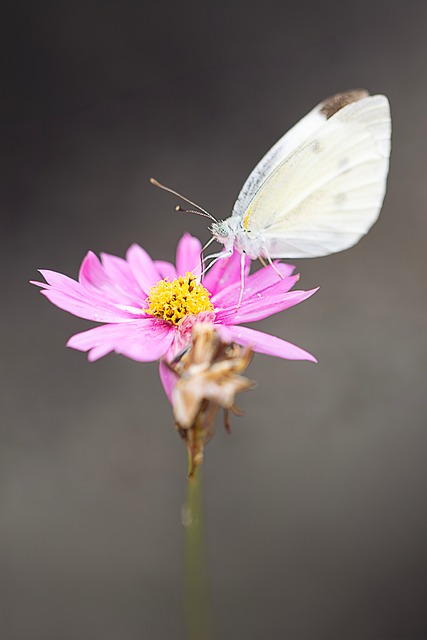 Schmetterling, Rosa Blüte