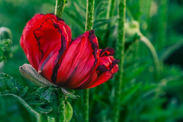 Free Poppy Red photo and picture