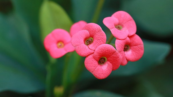 Rosa Blume, Grüne Blätter