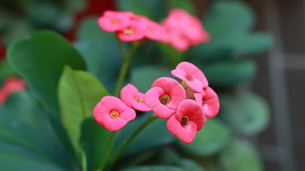Pflanzen, Blumen, Rote Blumen, Blätter
