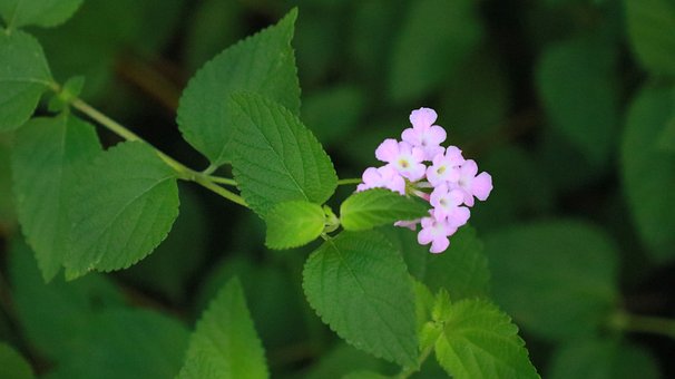Lantana, Rosa Blüten, Grün, Natur
