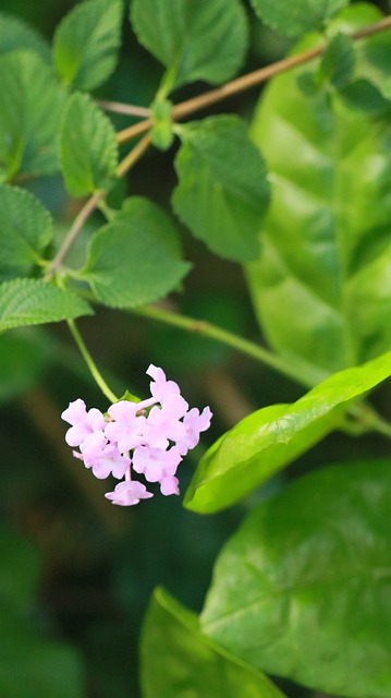 Lantana, Rosa Blume, Grün, Blätter