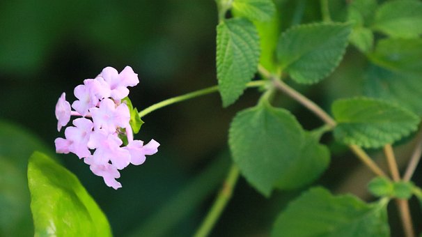 Lilie, Rosa, Blume, Natürlich, Schönheit