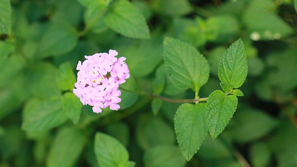 Verbene, Blume, Rosa Blüten, Blätter