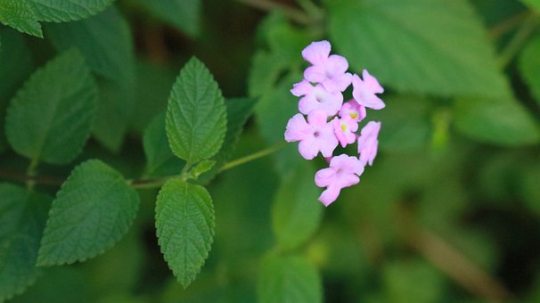 Lantane, Rosa Blume, Grün