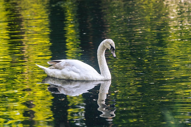 Free Swan Waterbird photo and picture