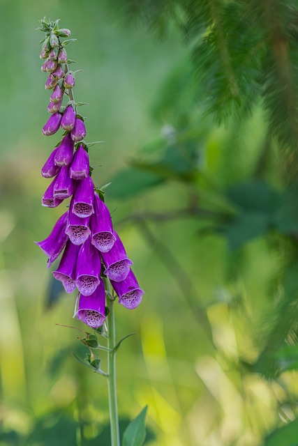 Free Foxglove Purple photo and picture