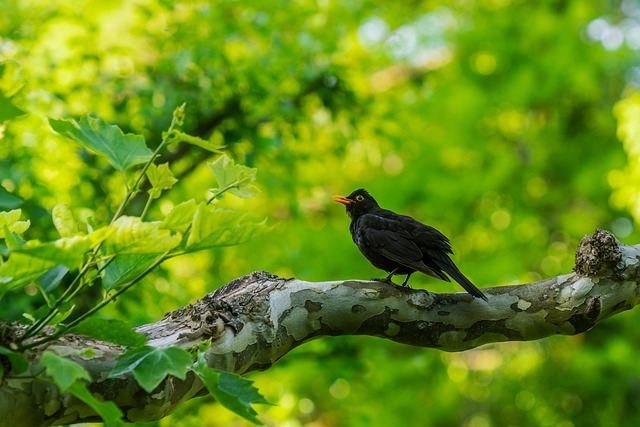 Free Songbird Blackbird photo and picture
