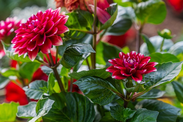 Free Rose Red photo and picture