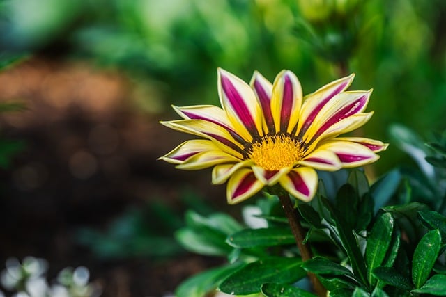 Free Flower Flower Wallpaper photo and picture