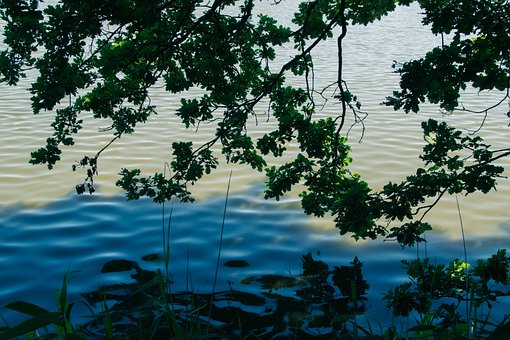 Free Water Tree photo and picture